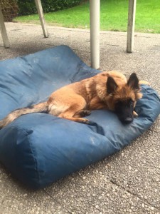 12115923_874383909278067_942854054431511080_n